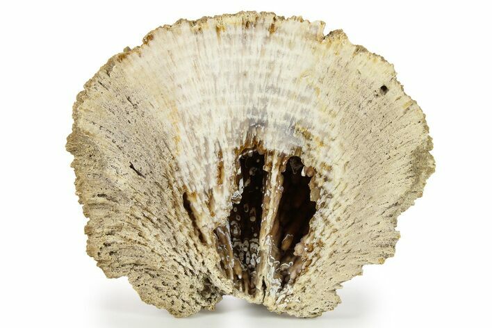 Agatized Fossil Coral Geode - Florida #271611